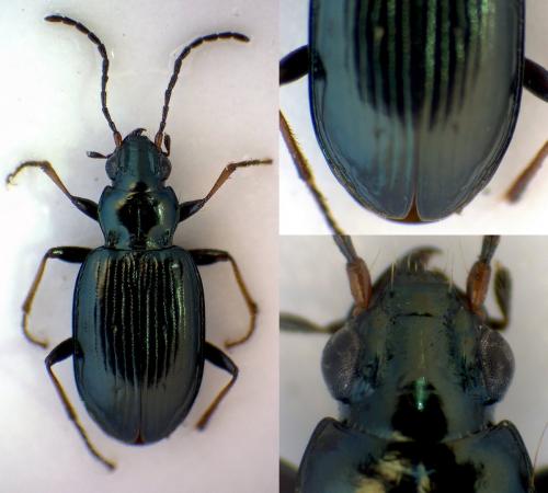 Bembidion tibiale